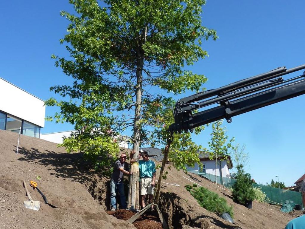 Twelve metres tall and weighing 1.5 tonnes, the tree to be planted