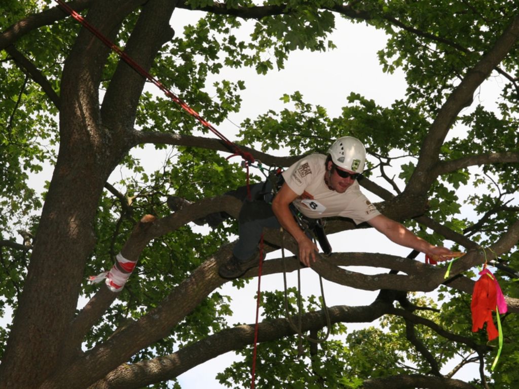 Optimal securing of the arborist in the tree crown