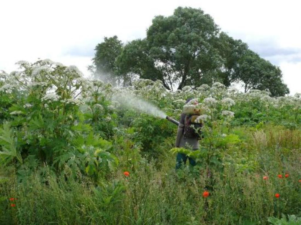 Professional spraying with herbicide