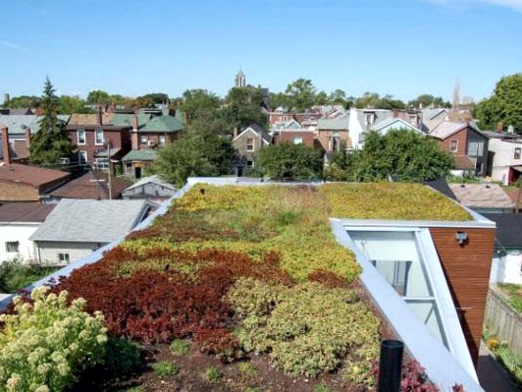 Maintenance-free roof garden with stonecrops