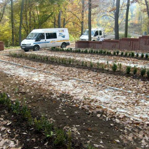 Buxus planting in the cemetery