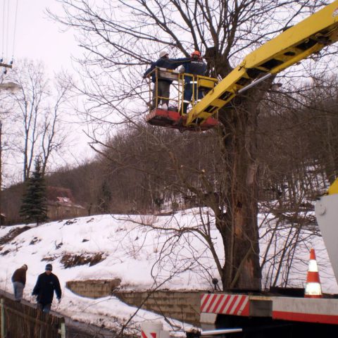 Removing a tree from a platform