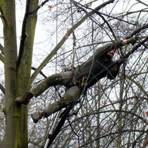 Safety and educational pruning of trees in the park